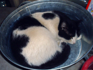 Кот вместо гири в тазике (© foto.podlodka.com/displayimage.php?pos=-7896)